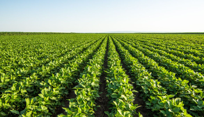 Agro avança sobre quase metade do RS e soja quintuplica em menos de 40 anos Soja Rio Grande do Sul