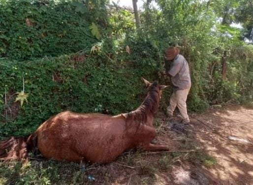 Égua encontrada caída em fossa é resgatada por bombeiros e moradores em Arcos