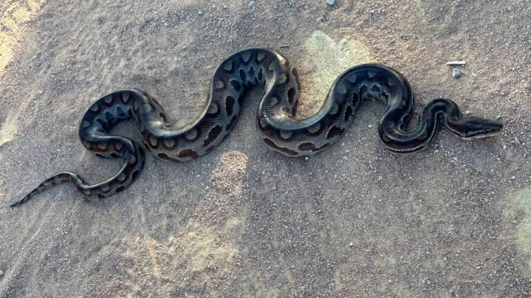 Jiboia de 1 metro é encontrada no quintal de uma casa em Arcos *IMagem Ilustrativa