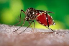 Dengue no Brasil: mais de 1 milhão de casos prováveis em 2025