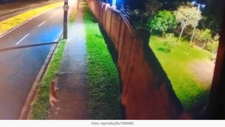 Onça-parda invade condomínio de luxo em Minas